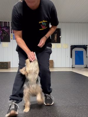 #littledogs are a challenge but keep working and keep on trying! #yorkie #iinheritedthedog #thanksgrandma #sparkenuts 