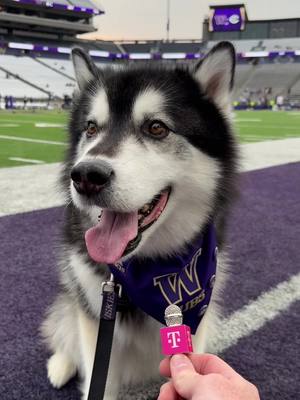 Dubs will be taking no further questions at this time. #GoHuskies #dogsoftiktok 