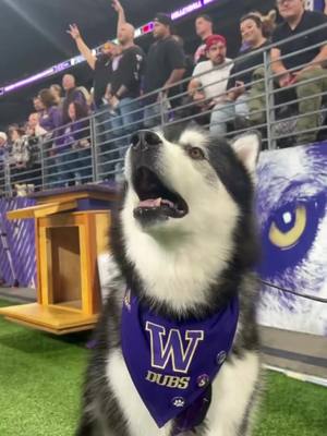 happy happy dawg #GoHuskies #dogsoftiktok #husky 