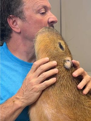 Swimming with a capybara is as amazing as it sounds! Winston, a nine-month-old capybara who’s already 40 pounds, helps me with a few wild facts about the world’s largest rodent. From cuddles and kisses to why they prefer doing everything in the water, this encounter is part comedy, part animal magic. Capybaras are semi-aquatic, surprisingly affectionate, and absolutely unforgettable. You win if you see the ears flap! Meet him at Westmeister Farms! #Capybara #AnimalEncounter #ZanesWorld #CuteAnimals #WildlifeVideo #AnimalFacts #FunnyAnimals #CapybaraLove