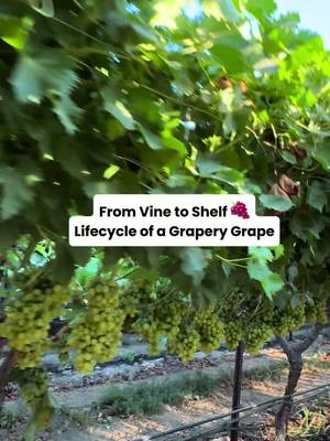 Did you know the grapes you eat are the same ripeness from when they’re picked off the vine? 🍇 #grapefarms #farmtotable #grapes #grapery #farmtok