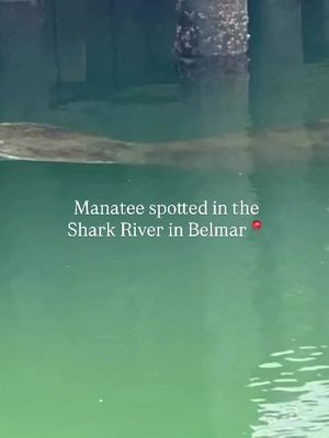 Comment “👋” to say hello to the lil man  A manatee was spotted in the Shark River in Belmar over the weekend, @katewattphoto  who captured photos & video of the rare sighting. The Marine Mammal Stranding Center confirmed it has been monitoring the animal. Manatees are occasionally seen as far north as New England in summer, but they usually migrate to Florida in colder months, making appearances in New Jersey uncommon. - Follow @townsofnewjersey for more #local news in NJ📍 #monmouthcounty #monmouthcountynj #njnews #jerseyshore   