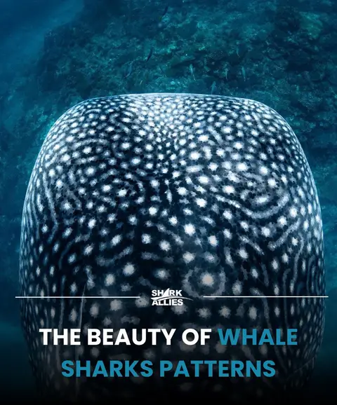 Did you know that every whale shark has their own unqiue pattern?  Scientists actually use these markings to identify and track individuals across the ocean, helping us learn more about their behavior, migration, and conservation needs.  Truly one of nature’s best works of art. #WhaleShark #WhaleSharkPatterns #SharkAllies #SharkConservation #whalesharks 