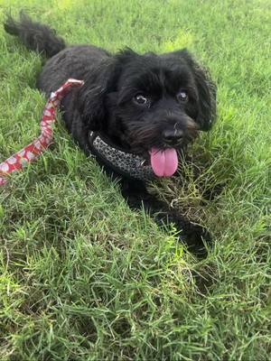 Sometimes the best days are the simple ones: a sunny patch of grass, a cool little hole to flop in, and a big goofy smile. 🐶 Life’s short, so stick your tongue out, roll in the grass, and let happiness be messy, silly, and full of love. #yorkipoosoftiktok #tiktok #sunnyday #fyp 