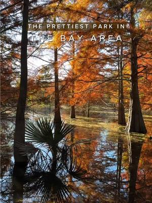 Save it now and make sure to visit! This hidden gem is so special! Around November, the park transforms into a vibrant sea of orange. The reflections on the water and the colorful leaves create a truly breathtaking scene. We’re so lucky to have such an elegant little park right here in the Bay Area! If you love beautiful scenery, be sure to note the address and plan a visit this November. 🍂✨ You can park here 📍Niles Community Park 37671 3rd St, Fremont, CA 94536 And go to 📍Cypress Grove H2F8+RFX, 37671 3rd St, Fremont, CA 94536 📍Snell Pond 37671 3rd St, Fremont, CA 94536 ▫️Free parking  ▫️Open everyday 6:00 AM -10:00 PM Outfit @sezane Follow @teresa.ctw on Instagram to discover more beautiful or special places in California #niles #nilescommunitypark #california #thingstodoinsf #bayarea  Hidden gems in the Bay Area. The prettiest Park in the Bay area, California. Things to do in the Bay Area.
