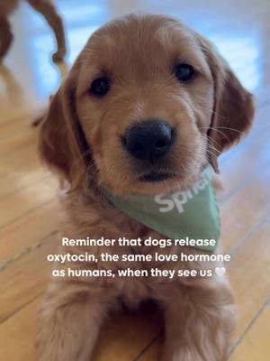 That blissful feeling during puppy yoga? That’s your brain flooding with feel-good chemicals. And it’s not just you 🥰 The science is simple: ♡ Eye contact with puppies = instant oxytocin boost ♡ Gentle petting = stress relief for both of you ♡ Puppy snuggles = nature’s antidepressant So next time someone asks why you’re obsessed with puppy yoga, just tell them: “Doctor’s orders!” ✨ Ready for your next dose of happy hormones? Reserve your tickets at the link in our bio.
