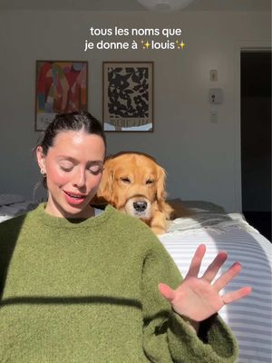 timoti chalamet est quand même légendaire 🙂‍↕️ #goldenretriever #dogsoftiktok 