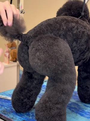 Call me dr. Dogsbylogan 🍑 . #dogs #doggrooming #dogsbylogan #poodle