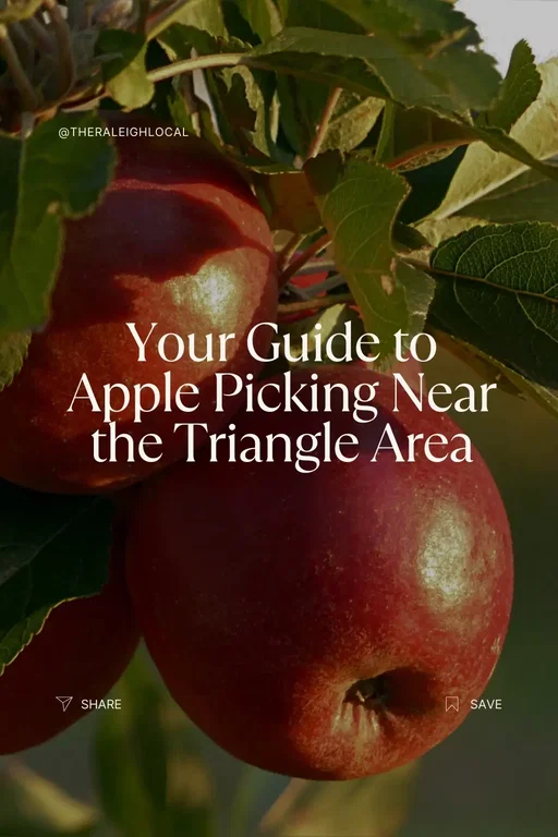 Looking for the perfect fall day trip from Raleigh, NC? These top orchards are perfect for apple picking, cider sipping, and cozy autumn memories. Whether you’re planning a family outing, date day, or friend adventure, this guide has everything you need to know about apple picking near Raleigh. 🍁 #RaleighNC #FallFun #ApplePicking 