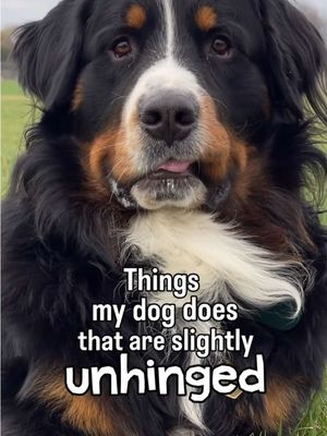 Nothing can prepare you for the last one. It is undoubtedly the most unhinged Weller-ism 😂 #bernesemountaindog #funnydog #dog 