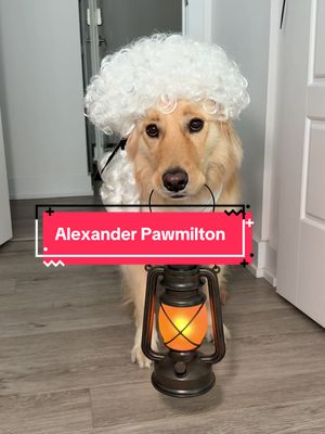 Alexander Pawmilton not throwing away his shot🐶😤 #alexanderhamilton #dog #trend #dogowner #geek 