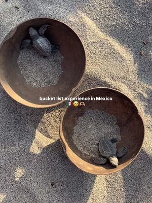 Ticked off the cutest bucket list experience in Mexico 🥹🫶🏼🙌🏼 #turtlerelease #puertoescondido #mexicoturtlerelease #puertoescondidooaxaca #oaxaca 