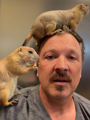 Do prairie dogs make good pets? 