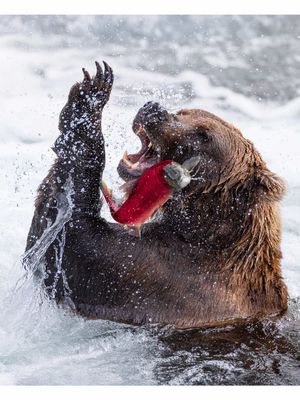 Dreams do come true🐻😭  Seeing the salmon run with wild brown bears in Alaska has been a dream of mine since I was a kid. Watching dozens of massive brown bears gather along the rivers, catching salmon in front of me, felt like stepping into a real-life nature documentary. 📍 Katmai National Park is the best place in the world to see brown bears. Every summer the salmon return to spawn, and bears gather along the rivers to feast before winter. From the viewing platforms you can safely watch them fish, play, and sometimes even battle over the best fishing spots just a few feet away. 🌲 I visited Brooks Falls Camp with @Lake Clark Resort and every detail of the trip couldn't have been more perfect. We saw over 10+ brown bears in a single day and even a wolverine hunting caribou from the plane!🤯  This was truly one of the most powerful wildlife experiences of my life. Would you add this Alaskan adventure to your bucket list?❤️