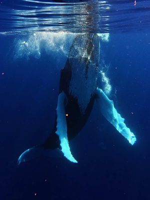 The most magical moment of my life 😭💙 Face to face with these gentle giants, it felt like the whole world stopped.. time stood still. No words could ever capture what it’s like to swim beside them, watching them dance gracefully in the deep blue. Truly, pure magic and it left us in tears🌊🐋 This island, this ocean and these whales are beyond special. Thank you, ocean. Thank you, whales🥹💙🐋 #whales #diving #oceanlife #marinewildlife #whalesofinstagram       