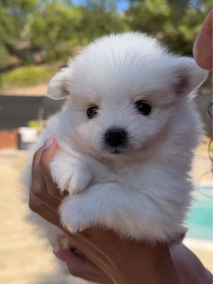 HELP WHAT DO WE DOOO😭 she’s gonna be sooo mad if we get another dog but LOOK HOW CUTE #theaguilars #sister #dog 