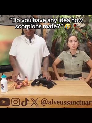 "Do you have any idea how scorpions mate"😭🥀#yourrage #maya #fypシ #fyp #foryoupage #foryou #alveussanctuary