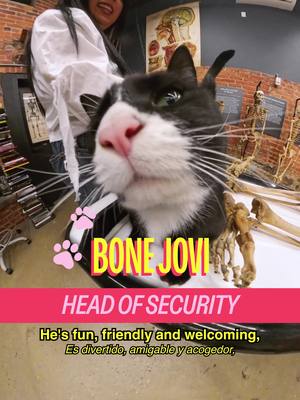 Meet Bone Jovi in East Williamsburg at @The Bone Museum  Host: @MICHELLADONNA  Producer/DP: Drew Rosenthal )@Be Happy For Once) Editors: Drew Rosenthal & Sean Fitzmaurice Graphic Design: Alex Mi AE: Ryan Novak PA: Vivienne S A show by Mad Realities #cat #nyc #shopcats #brooklyn