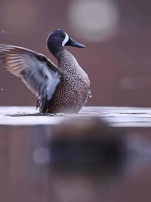 🎥: Abdul Aziz #ducksunlimited #waterfowl #Outdoors #ducks 
