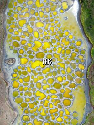 #AD Have you ever seen this!?    This is the Spotted Lake in Osoyoos, British Columbia and it is ranked one of the most unique places in the world. We took a road trip in the Ford Bronco® through Canada’s only desert to finally reach this spot, and it was well worth it!     Save this for your next trip to Canada!     #TeamFordCanada @fordcanada 