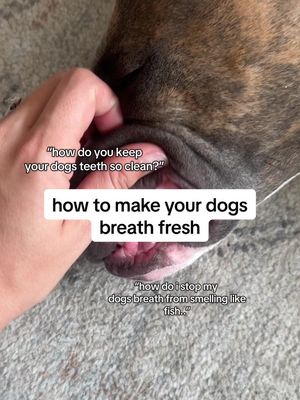 keep your dogs teeth free of plaque & their breath free of smelling like rotten fish with our new GutWell Clean Breath 💙  #doghealth #doggrooming #dogsupplements 
