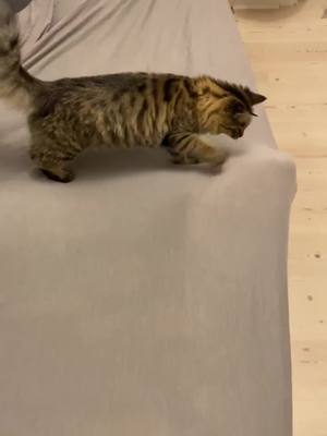 The bed gave birth 🫣 #cat 