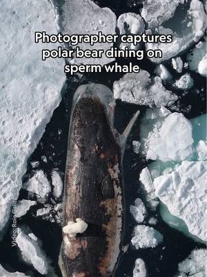 Sperm whales rarely venture into the ice-choked waters of the Arctic, where polar bears make their home. When photographer @Roie captured photos and video of polar bears feasting on the massive carcass of a dead sperm whale, he knew he was documenting activity that humans don't typically get to witness. Read more about how he got these stunning shots at the 🔗 in bio.