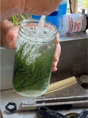 Pine Needle Sprite! #soda #sprite #pine #foraging 