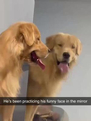 Such a silly goose