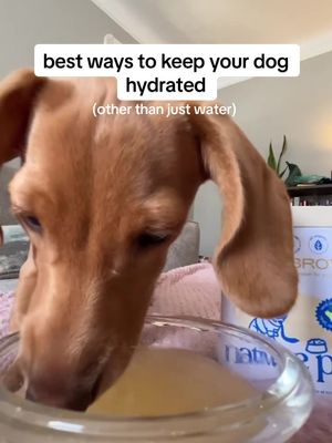 who doesn’t love ASMR of a dachshund crunching while learning about the best ways to keep your dog hydrated 😂 here are some great ways to keep your dog extra hydrated after exercise. 🫶 #dogtok #dogasmr #asmr #doghealth 