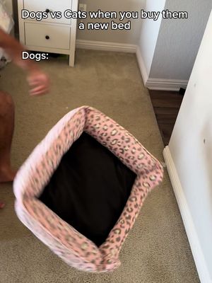 Dogs vs cats when you buy them a new bed. #fyp #humor #joke 