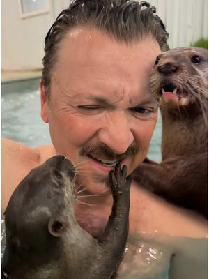 Swimming with otters! Asian small-clawed otters love the pool as much as I love them! #Otters #AsianSmallClawedOtters #AnimalEncounter #ZanesWorld #OtterlyAdorable #SwimmingBuddies