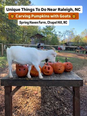 Carving pumpkin with goats in NC 🧡🍁🐐  @Spring Haven Farm  #raleigh #raleighnc #northcarolina #nc #fall 