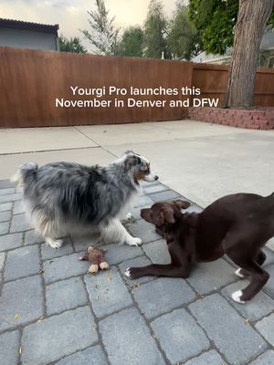Get paid to hang out with pets from the comfort of your own home? 🐾 Yes please! #ad Yourgi Pro is launching in home pet sitting and daycare this November in Denver + DFW. Sign up using the link in my bio and receive a waived background check fee 🐶✨ @Yourgi Pet #yourgipartner