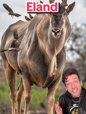 Meet the Eland 👀 #eland 