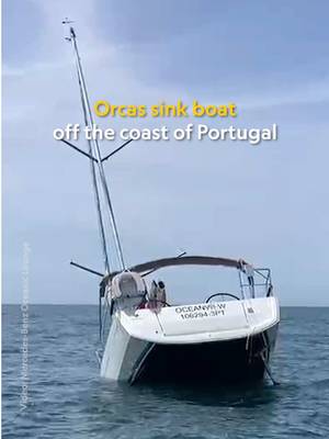 Orcas are at it again. Earlier this month, three orcas were spotted off the coast of Lisbon, Portugal, swimming alongside a boat and ramming it so forcefully that it sank. It was towed back to shore and the crew on board was unharmed. This isn't the first time the behavior has been documented in the region, but scientists have new theories about why they do it. Learn more at the 🔗 in bio.