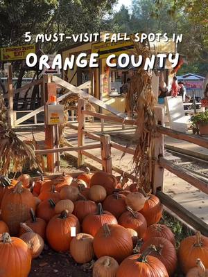 🎃 Pumpkin season is coming! Here are 5 fun spots in Orange County 🍂Irvine Park Railroad @irvineparkrailroad  Pumpkins everywhere 🎃 So cute and perfect for photos 😍 🍂Adventure City @adventurecity  Games, shows, and seasonal fun Great for friends or family 🎡 🍂Roger’s Gardens @rogersgardens  Cool Halloween decorations You can plant your own pot 🌿 🍂Sherman Library & Gardens @theshermangardens  Walk the gardens Sip tea and enjoy scones Check out the pumpkin displays 🍁 🍂Disneyland park @disneyland  Amazing Halloween decorations Don’t miss Haunted Mansion Holiday Snap photos at the entrance 🎃 Which one would you visit first? 🍂 Sharing my favorite hidden gems around California.  Check out @teresa.ctw for more secret finds 📍🌿 #autmn #california #thingstodo #hiddengems #visitcalifornia            All these spots are about an hour from Los Angeles. Things to do in Orange County, California.