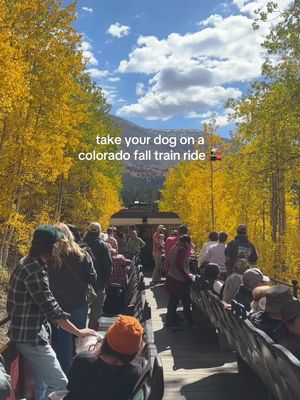 One of the most unique, dog-friendly fall activities in done in Colorado 😍 take your dog on @leadvillerailroad train! Even if you don’t take a dog, the colors are STUNNING — would make a great day trip! #colorado #denver #dogfriendly 