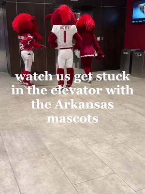 These little piggies got stuck in an elevator #cfb #CollegeFootball #arkansas #razorbacks #wps 