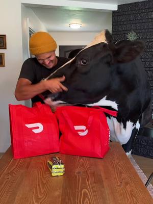 The weeks groceries with Bruce and @DoorDash #DoorDashPartner #DoorDashGroceries #cow #brucethecow #animals 