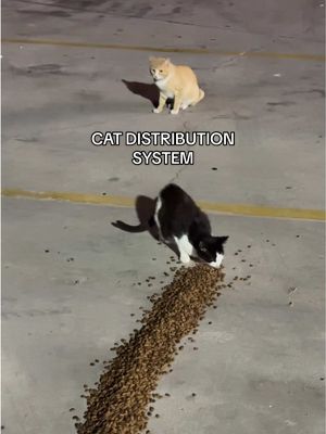 Cat distribution 🐈‍⬛🐈 Came across these cuties on our road trip from California to Florida. Got them some food and made sure one didn’t beat the other up #catdistributionsystem #catsoftiktok #straycat #catdistribution 