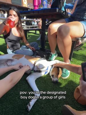 quite the ladies man #dog #boydog 