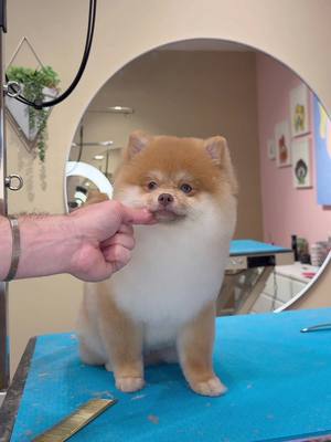 One VERY excited Pomeranian 😅 . #dogs #doggrooming 