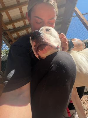 Arlo is ready to be your perfect velcro best friend 😭 Arlo is a 2 year old male, he’s affectionate, sweet, shy and beyond perfect. He’s kennel trained, walks decent on leash, knows sit.. he just needs his forever person to teach him how to be a dog and do dog things. 🥹 I’m already so excited to take him out again when I go back this week. #dogtok #adoptdontshop #shelterdog #adopt #adopt #Tennessee #rescuedog #nashville