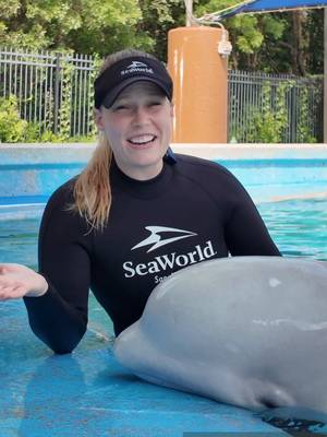 Today we celebrate Tyonek’s rescue day anniversary! 🐋💫 Join us in honoring his incredible journey and the care that made it possible. #seaworldsanantonio #seaworldtexas #seaworld #beluga