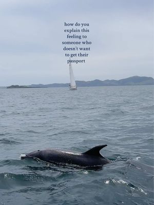 the best welcome to New Zealand we could ask for 🐬🇳🇿 Pop you recommendations for NZ in the comments for all the must see and do things 🫶🏼  #nz #dolphinshow #dolphins #boattour #dolphinswimming #newzealand #auckland 