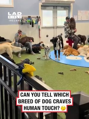 Velcro dogs 😂 ( @viralhog ) #fyp #tiktoker #viral #irishtiktok #ireland #irishhumour #video #videos #irish #funny