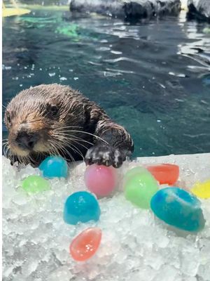 life can get stressful, please enjoy some sea otters 🦦 💙 #seaworldsandiego #seaworld #seaotter 