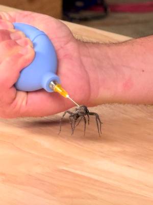 How Do Spider Legs Actually Work?