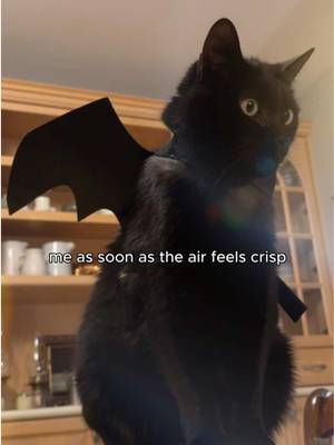 No tricks here, only the treat of Fresh Step Heavy Duty with 30-day odor control.​ Febreze is used under license from The Procter & Gamble Company or its affiliates.​ #SpookySeason #CatParents #CatLife #TrickOrTreat 